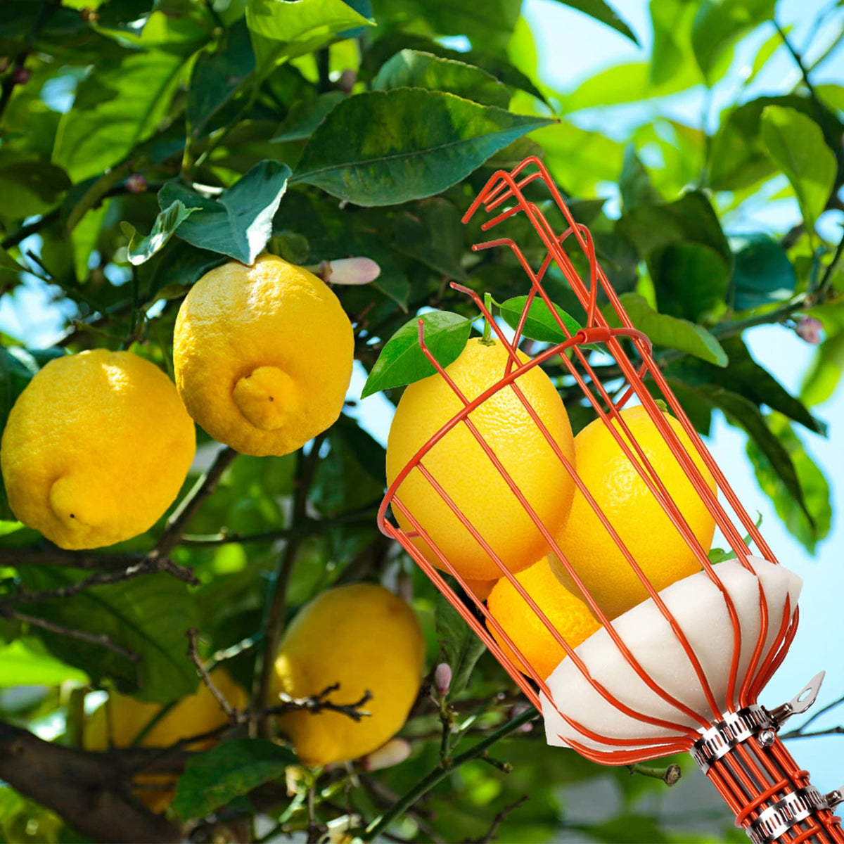 Walensee fruit picker ergonomic design reducing climbing fatigue