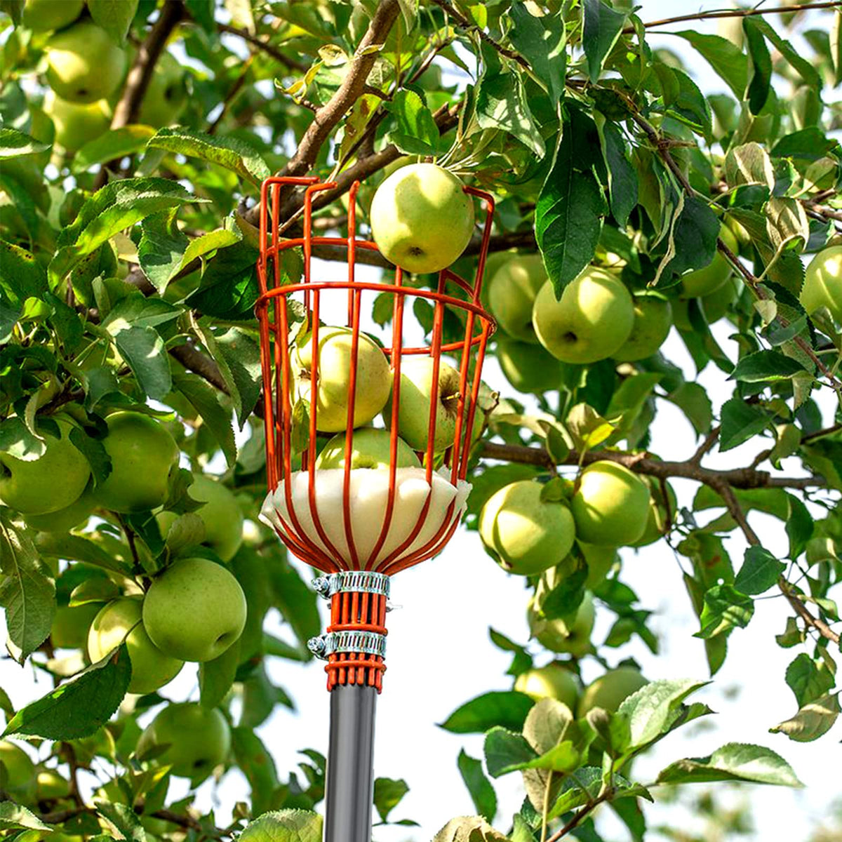 Walensee fruit picker height options fit multiple fruit trees