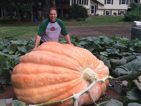 Wallace Whoppers front seed packet for planning a giant pumpkin project