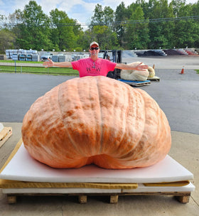 Wallace Whoppers pumpkin on vine showing progress toward a large fruit