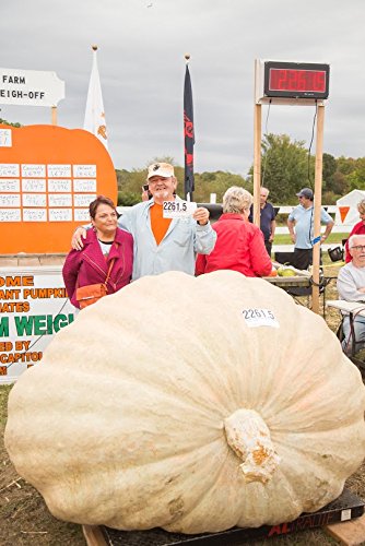Wallace Whoppers garden bed ready for a space-efficient giant pumpkin