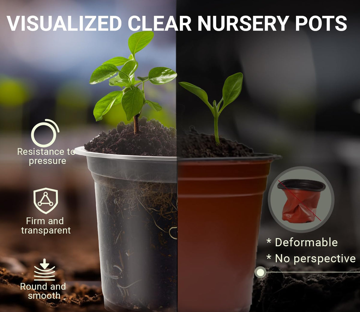 WandaQueen clear 5-inch nursery pot suitable for larger seedlings with visible roots