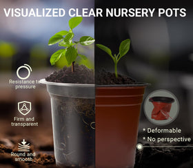 WandaQueen clear 5-inch nursery pot suitable for larger seedlings with visible roots