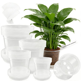 WandaQueen clear 7-inch nursery pot with saucer shows easy root observation and drainage