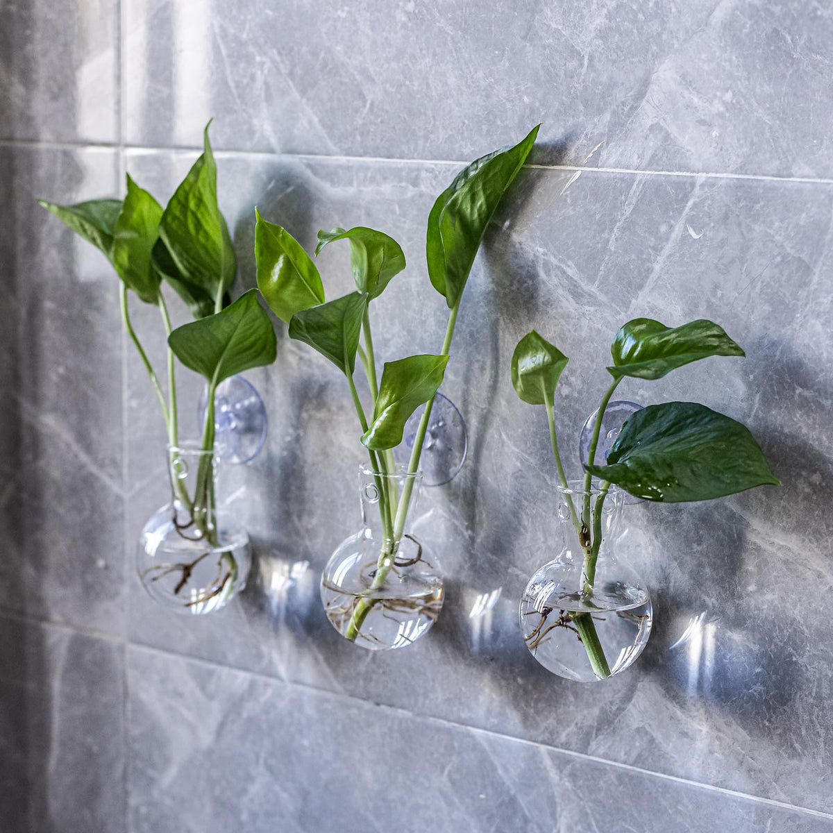 Wangsdjy hydroponics propagation station supports water-based propagation