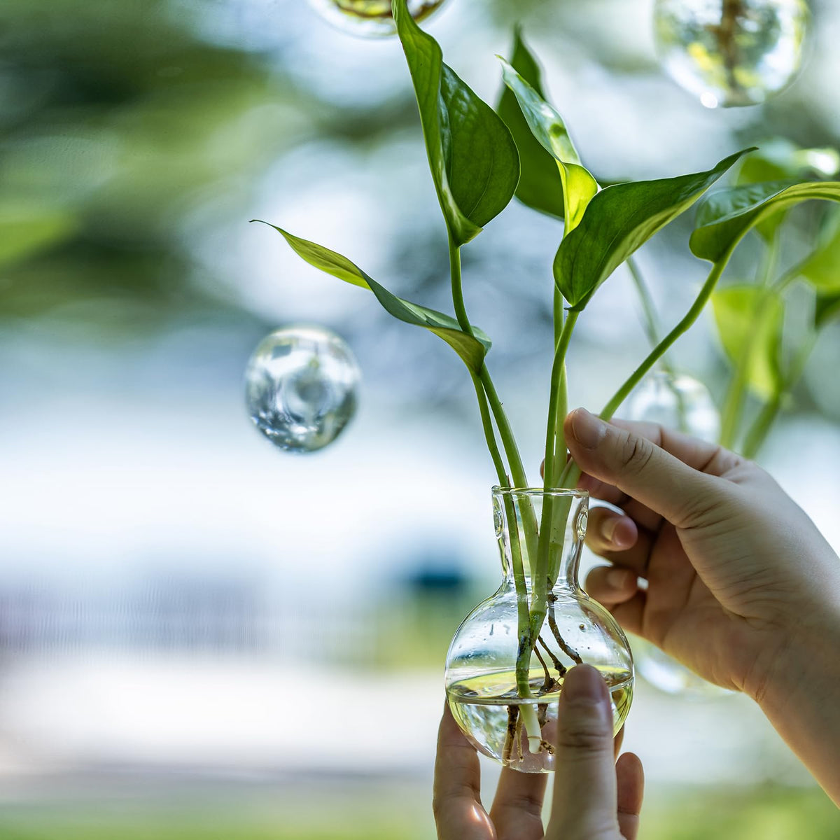 Wangsdjy propagation station makes a thoughtful gift for plant lovers