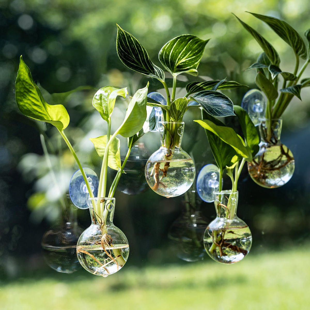 Wangsdjy suction cup hooks enabling no-nail hanging