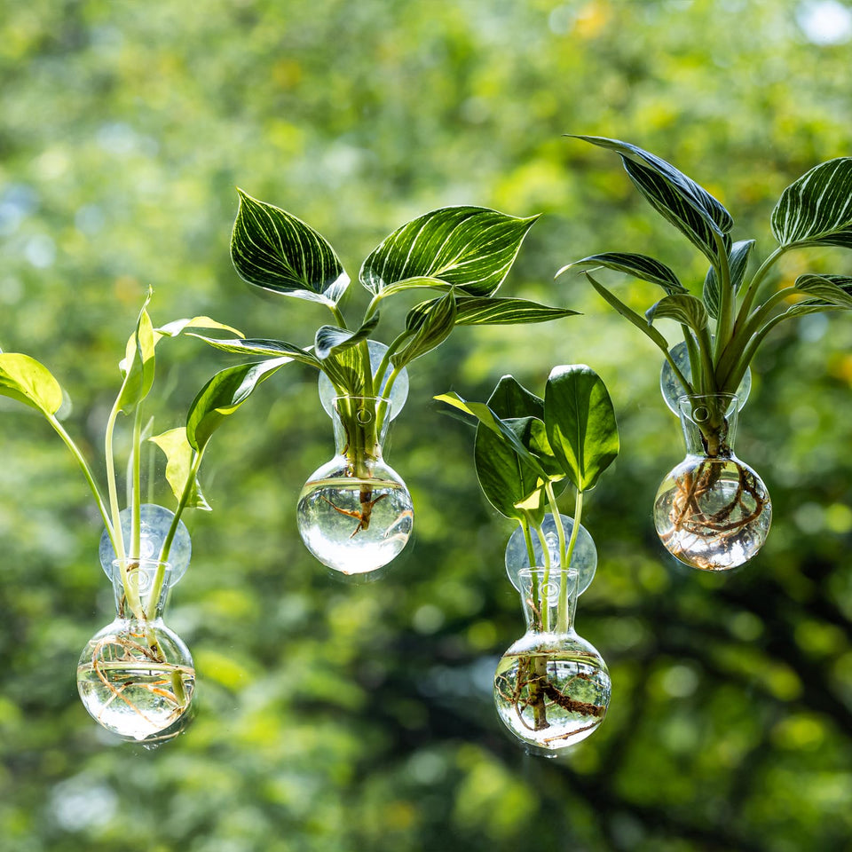 Wangsdjy window propagation stations on glass with suction cups for easy display