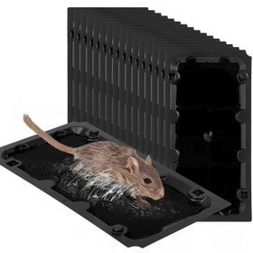 Wanqueen 20-pack sticky mouse trap ready for indoor use.