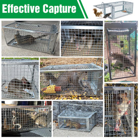 Wanqueen humane rat trap reusable design suitable for multiple uses
