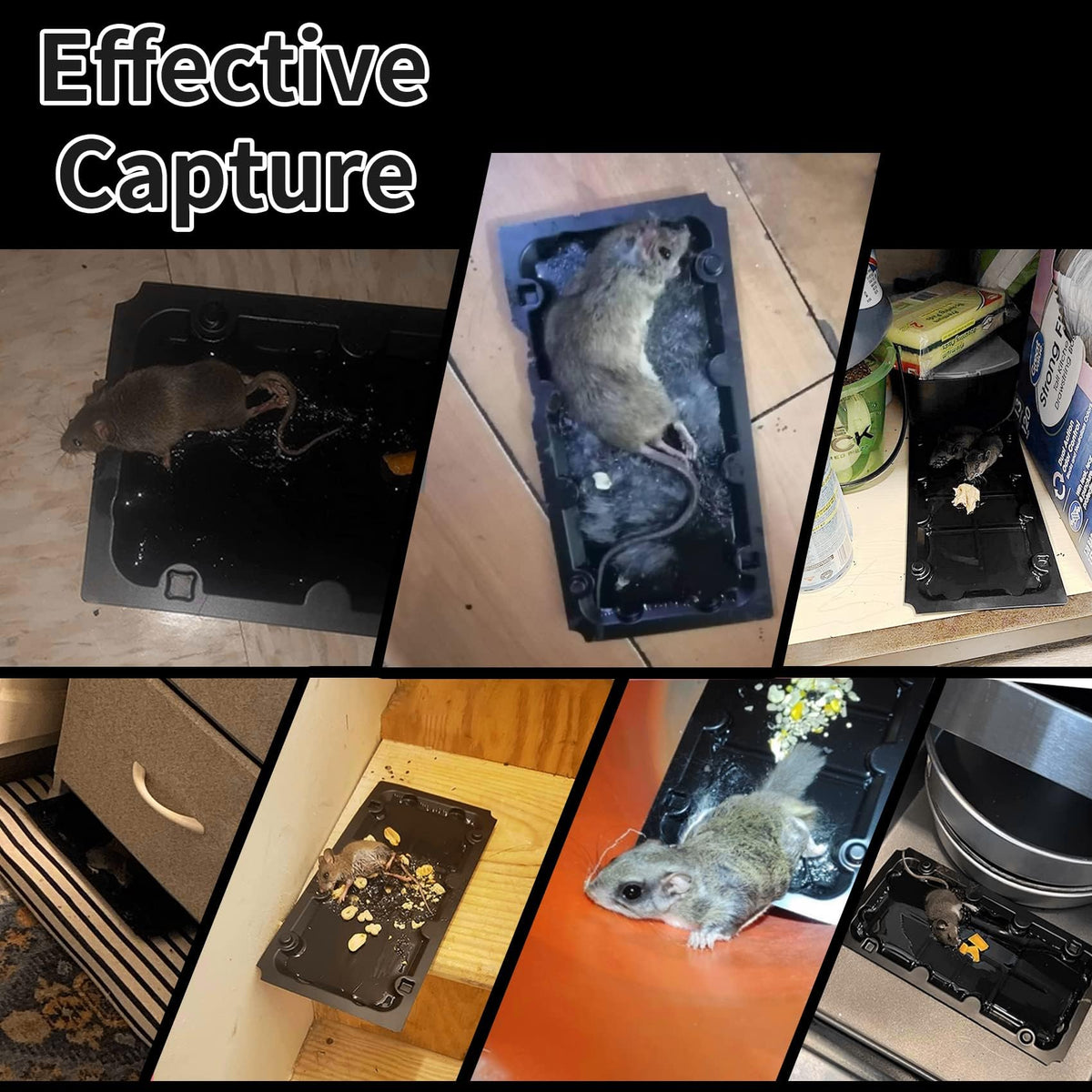 Pre-baited Wanqueen glue trap ready to place in problem areas.