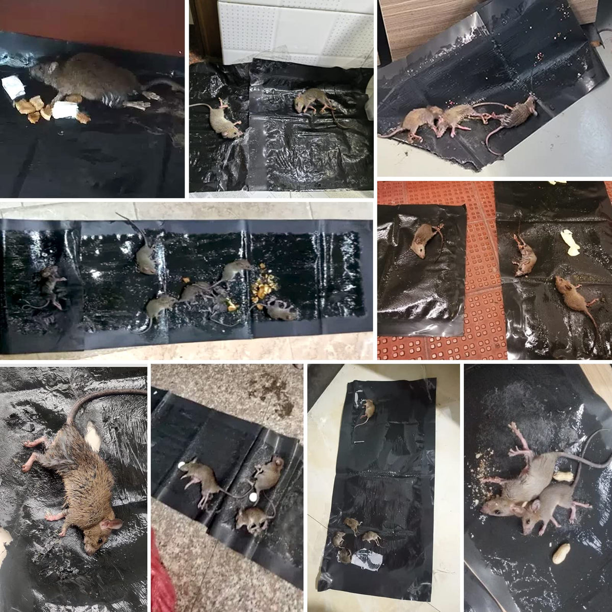 Wanqueen secure glue trap shows cleanup with mineral oil for residue removal