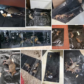Wanqueen secure glue trap shows cleanup with mineral oil for residue removal