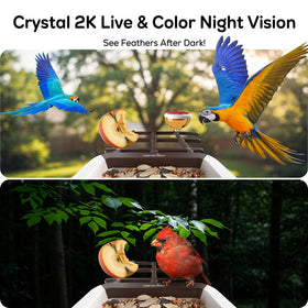 Wansview 2K live video feed showing vibrant backyard birds.