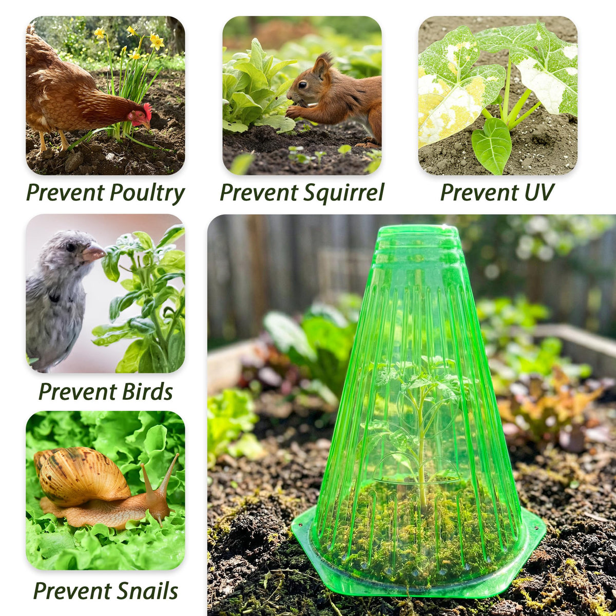Warmfarm cloche mini greenhouse speeds seedling growth