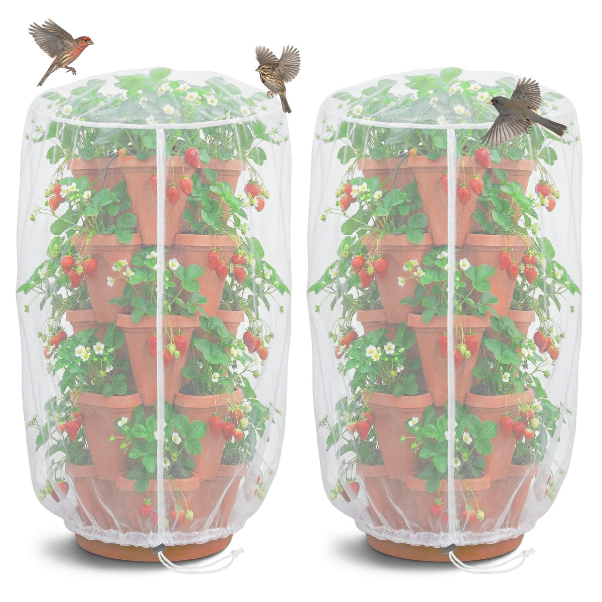 Warmfarm strawberry planter netting over berries to guard against pests while letting air through