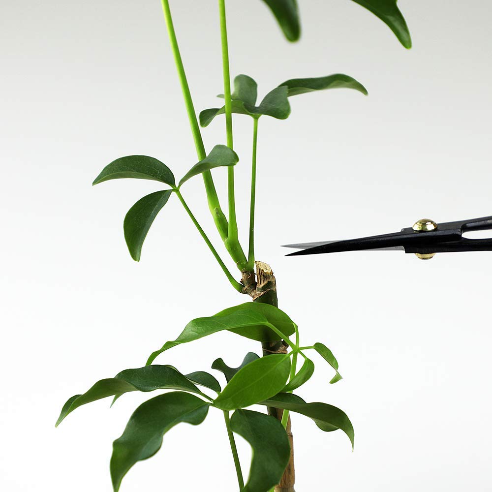 Multi-use tool suitable for bonsai, ikebana, and indoor gardening tasks