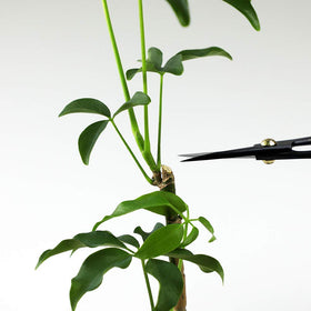 Multi-use tool suitable for bonsai, ikebana, and indoor gardening tasks