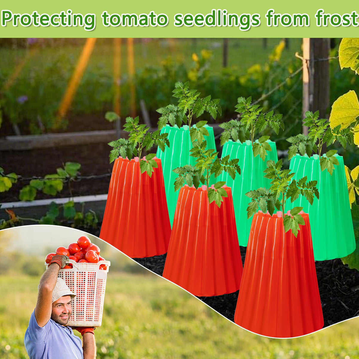 Wazitin tomato plants under water-wall protection showing warmth shield.