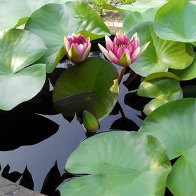 WBHWW Aquatic soil helps plants stay anchored in moving water