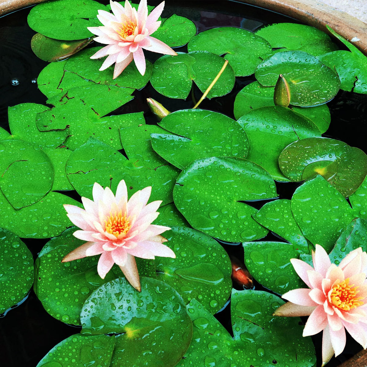 WBHWW Usage guide suggests water changes for thriving plants