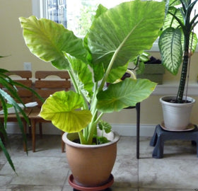 wbut2023 Colocasia esculenta bulbs-pack ready for container planting and dramatic leaves