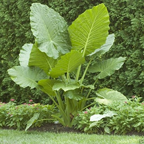 wbut2023 Giant Elephant Ear bulbs in fresh green foliage for a tropical garden focal point