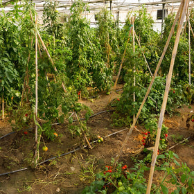 WDZZHOT eco-friendly bamboo stakes offer a plastic-free garden solution.