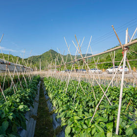 WDZZHOT handmade bamboo stakes with natural finish for garden use.