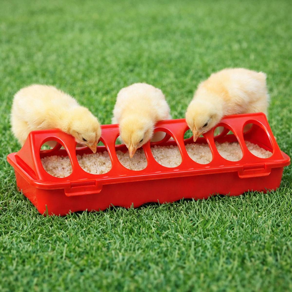 Weartfun 8-inch trough with 12 feeding ports supports orderly feeding for chicks.