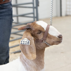Weaver Leather Brahma Webb goat halter side view showing durable weather resistant material