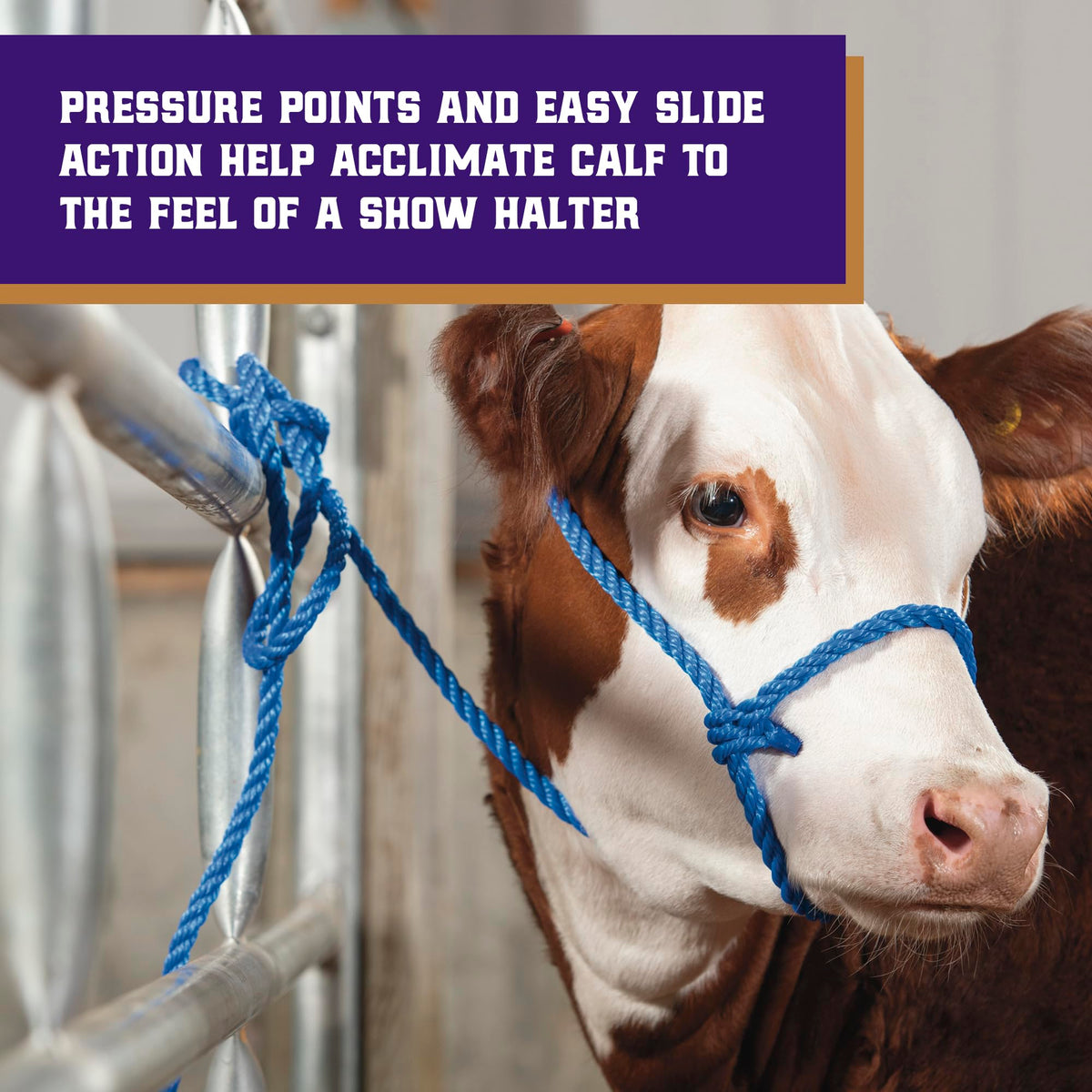Weaver Livestock 8 1/2 foot lead with cattle halter for ample guiding length