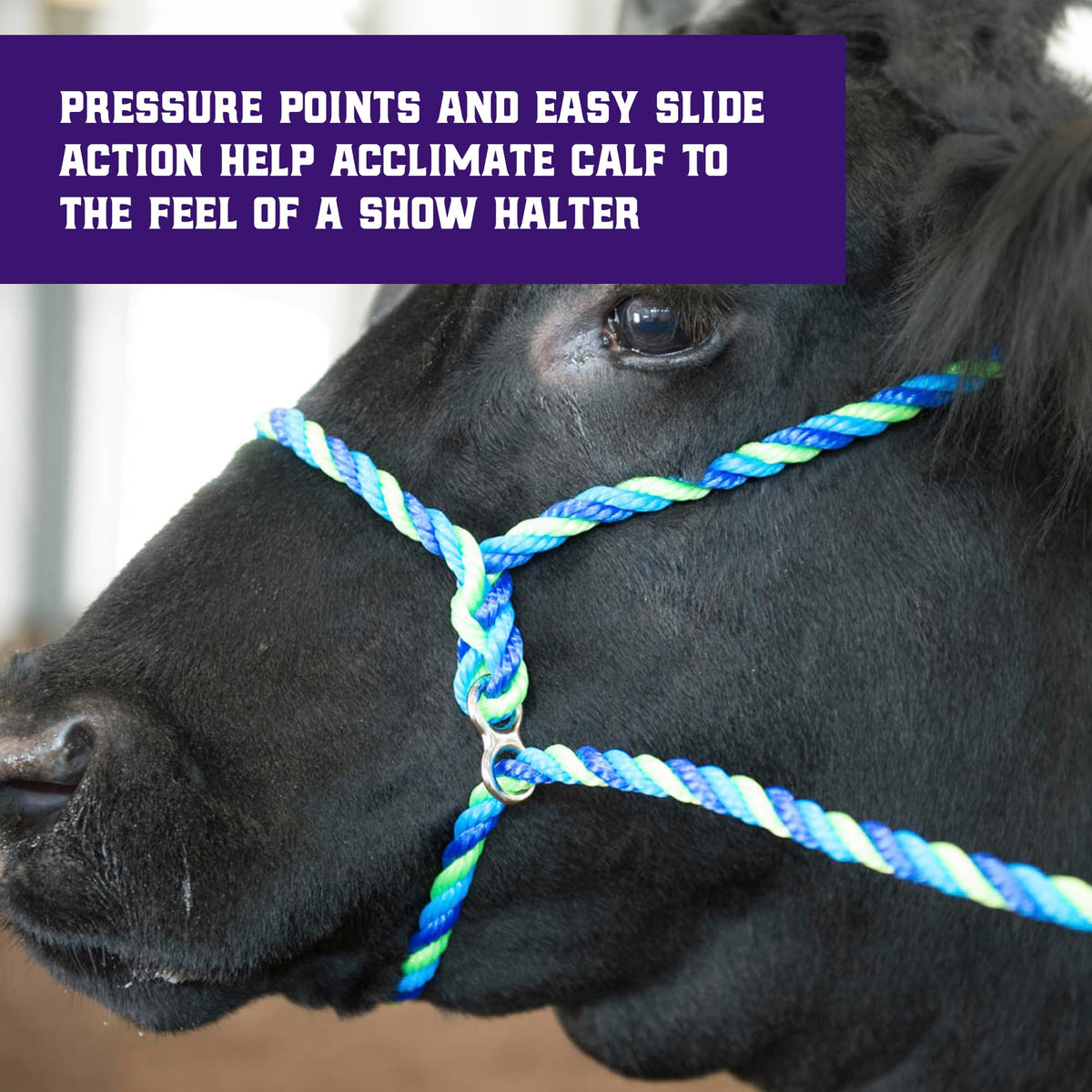 Weaver Livestock adjustable cattle halter fit, suitable for calves to adults