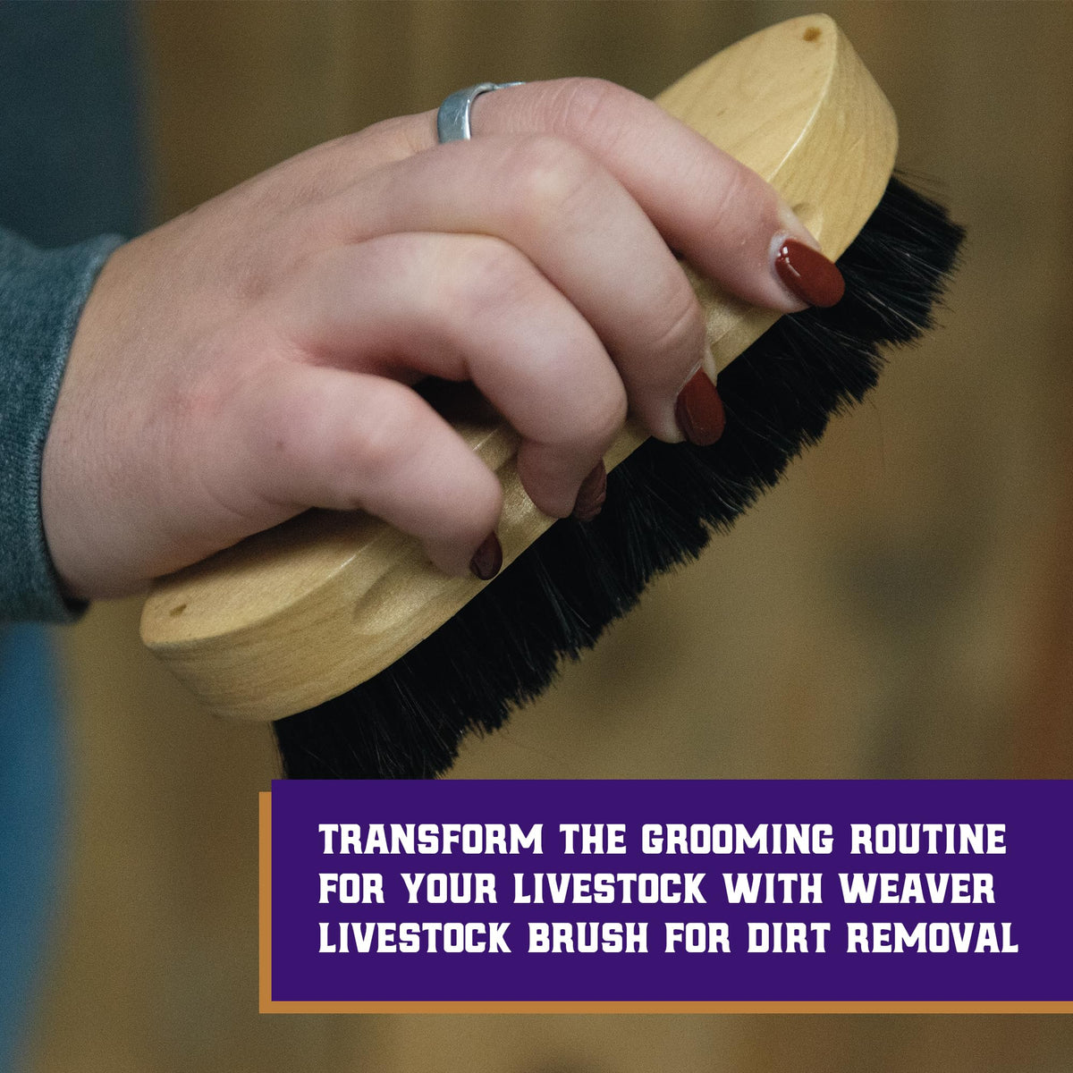 Weaver Livestock Barn Brush showing stiff bristles for deep coat cleaning.