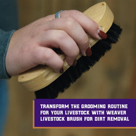 Weaver Livestock Barn Brush showing stiff bristles for deep coat cleaning.