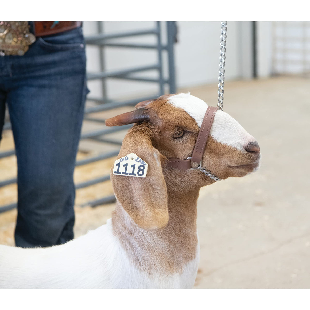 Weaver Livestock Brahma Webb Goat Halter with lead snap, enabling quick securing to pens
