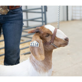 Weaver Livestock Brahma Webb Goat Halter with lead snap, enabling quick securing to pens