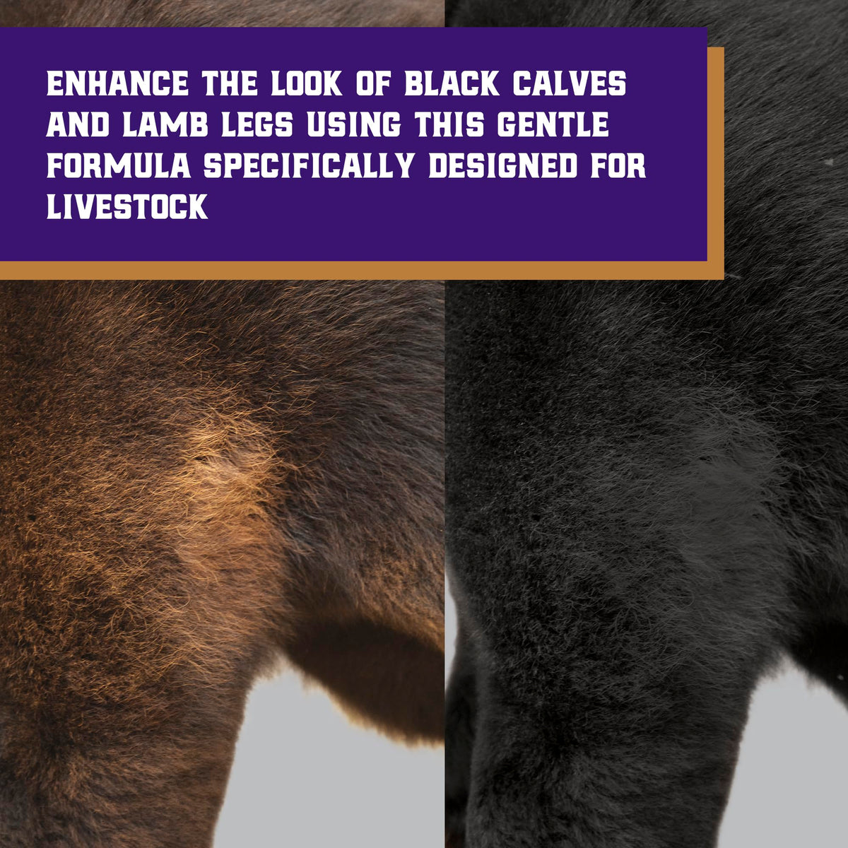 Weaver Livestock ProDye show-ready cattle after color enhancement
