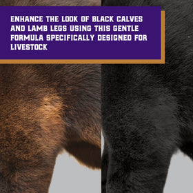 Weaver Livestock ProDye show-ready cattle after color enhancement