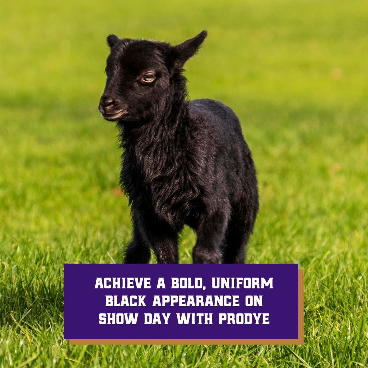 Weaver Livestock ProDye coverage diagram shows uniform depth