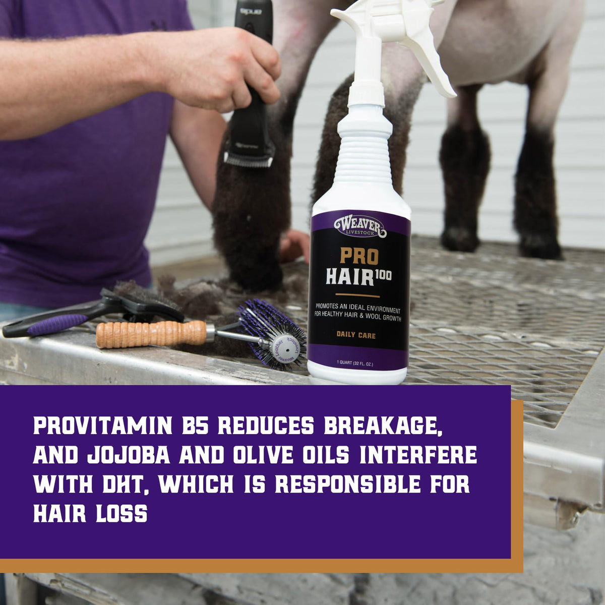 Weaver Livestock ProHair100 showday gloss on animal coat for vibrant appearance.