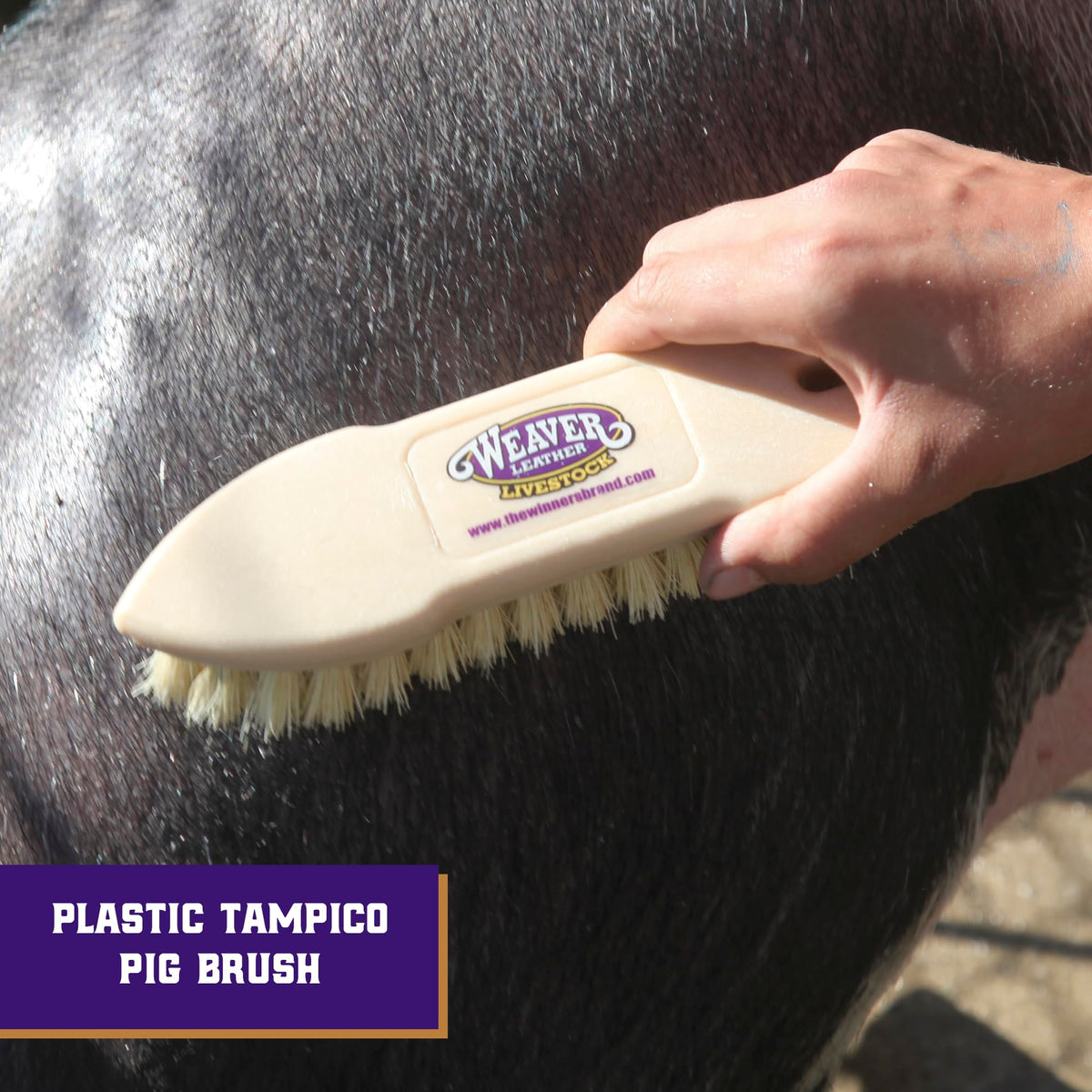 Weaver Livestock Tampico Pig Brush soft-bristle design for gentle grooming