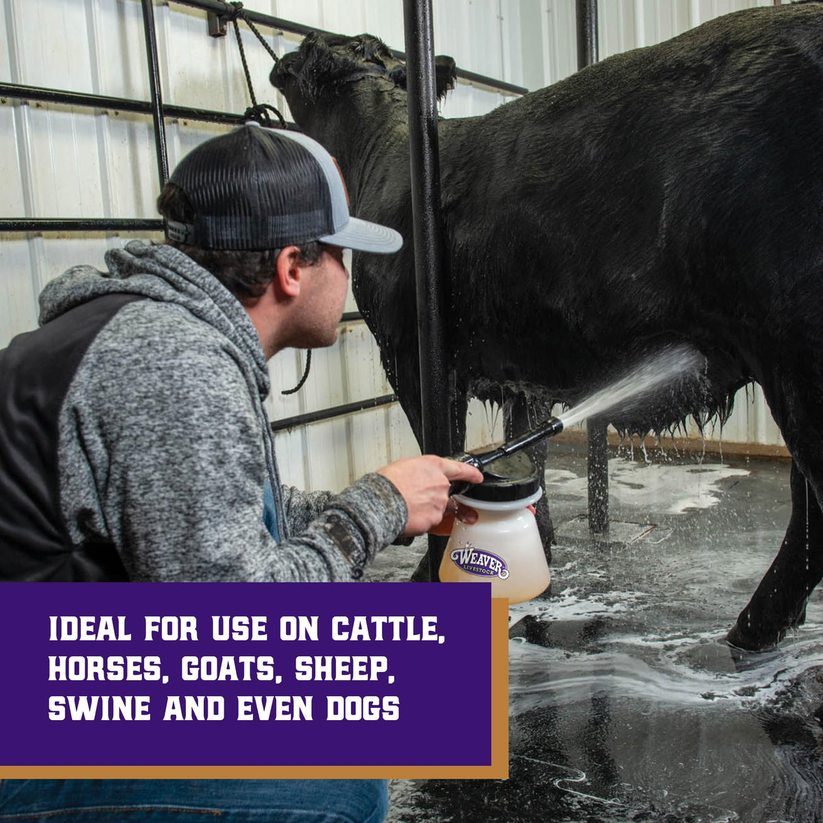 Weaver Livestock quick connect enables shampoo and rinse toggle, helping save water.
