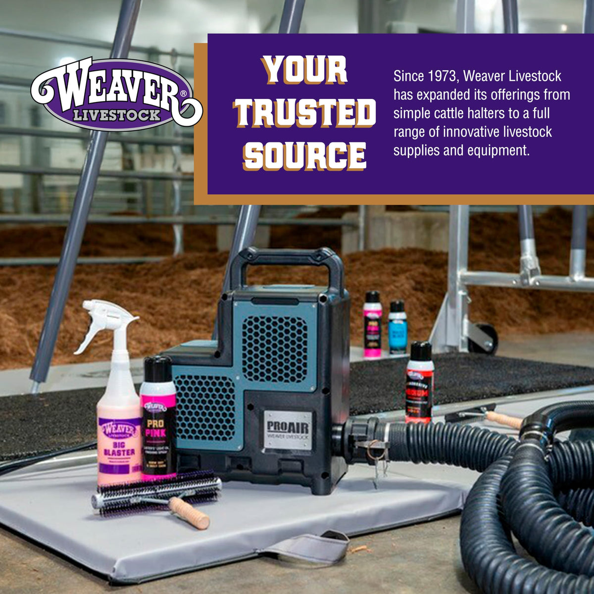 Weaver Livestock Waterless Shampoo show-ready coat after use