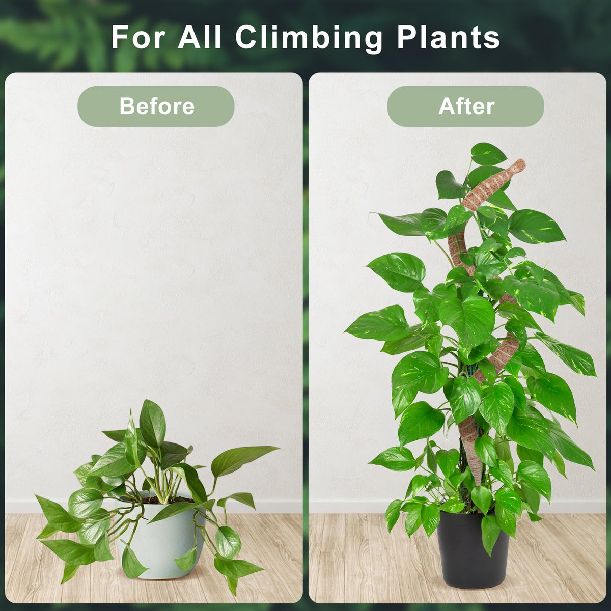 Ideal 60-inch moss pole height supports tall climbing plants indoors.