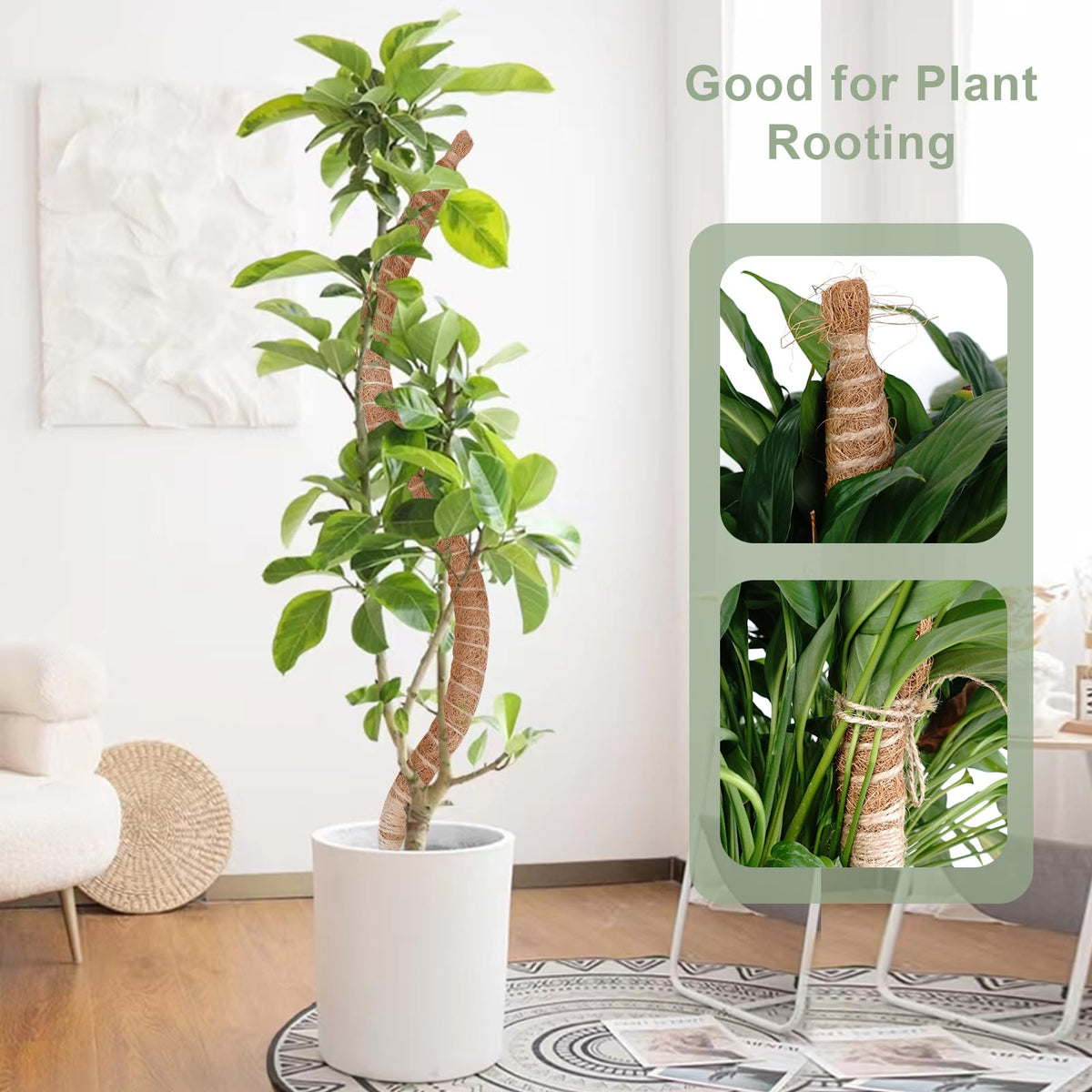 Natural coir moss pole material from coconut fibers supports plant growth.