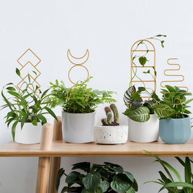 WellSign 16-inch gold plant trellis lifestyle setup keeps plants organized and attractive