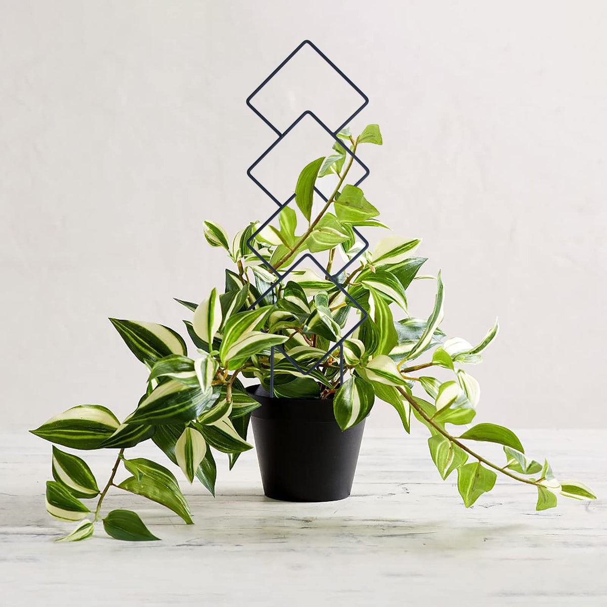 WellSign pattern-9 trellis offers reliable support for climbing plants