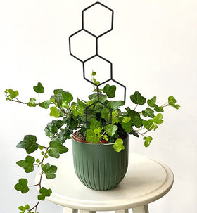 WellSign potted-plant support with four patterns enhances shelf and windowsill displays.