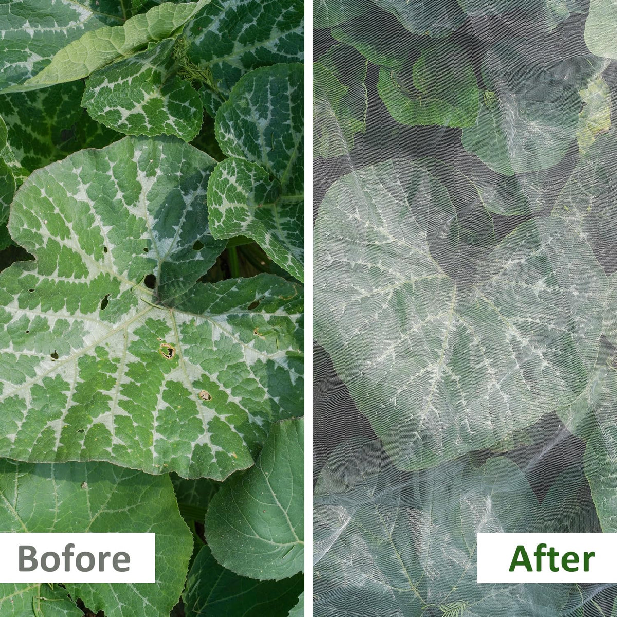 WenTao Netting shields fruit trees, flowers, and berries with durable, reusable material.